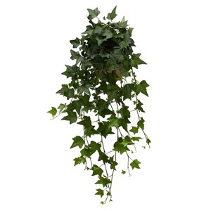 Bluszcz (Hedera Green) mix - don. 13 cm