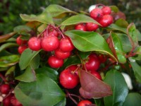 Golteria rozesłana (Gaultheria procumbens)