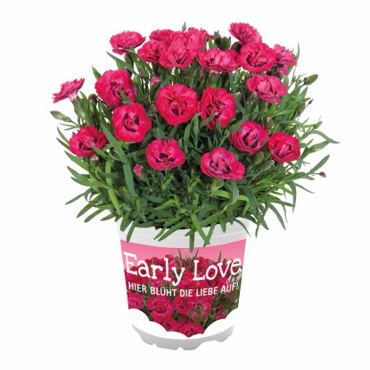 Goździk Dianthus Early Love wys. 15-20 cm don. 10,5 cm