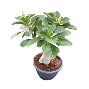 Róża pustyni (Adenium obesum) don. 20 cm