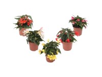 Begonia (Begonia) Waterfall - don. 13 cm