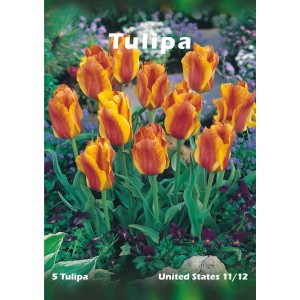 Cebulki kwiatowe tulipanów: Grupa pomarańczowo-żółtych tulipanów na rabacie.