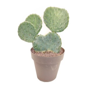 Opuncja potężna (Opuntia robusta) don. 25 cm