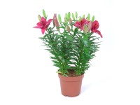 Lilie 5szt wys. 55cm don. 19cm