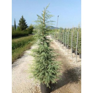 Cedr atlaski niebieski w doniczce do wnętrz.