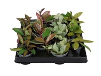 Hoya mix - don. 6 cm
