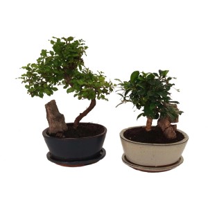 Dwa drzewka bonsai t.b.t. w różnych doniczkach.