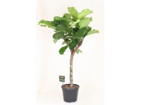 Fikus lirolistny na pniu (Ficus lyrata) - don. 35 cm