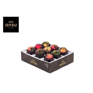 Różnokolorowe kaktusy t.b.t. jako mieszanka sukulentów w doniczce uprawnej.