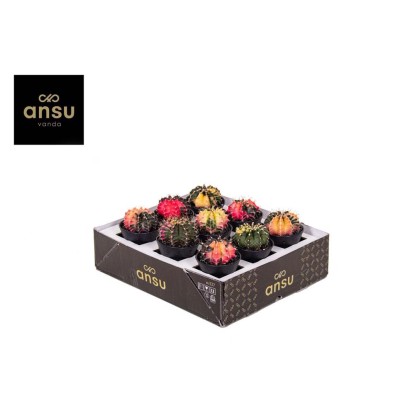 Kaktus (Cactus) Gymnocactus Variegata - don. 7,5 cm