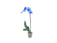 Falenopsis Royal Blue - Ćmówka - Storczyk (Phalaenopsis sp.)