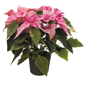 Różowa gwiazda betlejemska (t.b.t.) w doniczce. Świąteczna roślina doniczkowa z kolorowymi przylistkami.