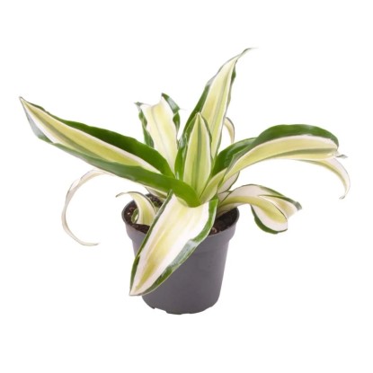 Dracaena Malaika - don. 6 cm