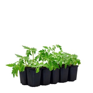 Młode rośliny warzywne (t.b.t.) w czarnych doniczkach rozruchowych.