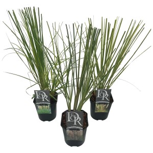 Trzy doniczki trawy pampasowej t.b.t. z zielonymi liśćmi w doniczkach.