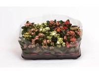 Żyworódka (Kalanchoe Calandiva) mix - don. 7 cm