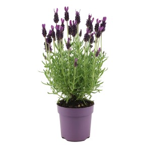 Kwitnąca lawenda w fioletowej doniczce do użytku wewnątrz i na zewnątrz.