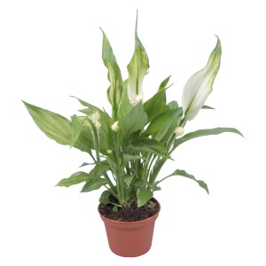 Mini Skrzydłokwiat (Spathiphyllum) w brązowej doniczce, roślina doniczkowa z białymi kwiatami.
