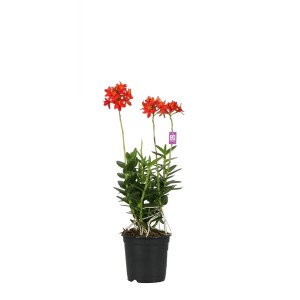 Epidendrum (Epidendrum sp.) don. 15 cm