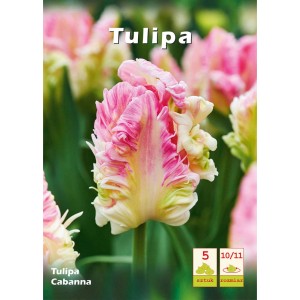 Zbliżenie różowo-białego tulipana Cabanna, rośliny cebulowej o pełnych kwiatach.