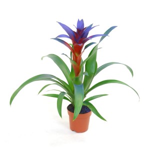 Kwitnąca roślina t.b.t. z niebiesko-czerwonym kwiatem w doniczce.