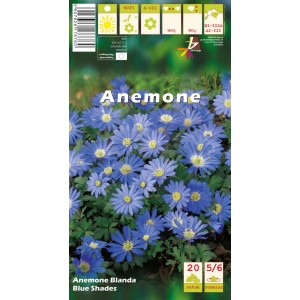 Zawilec grecki (Anemone blanda Blue Shades) 20 szt.