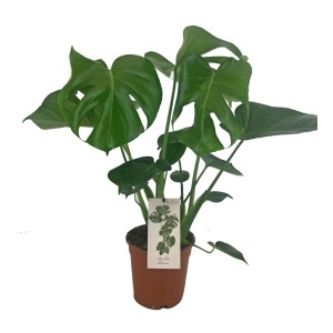 Monstera Deliciosa w doniczce, duża roślina doniczkowa o charakterystycznych liściach.