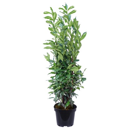 Laurowiśnia (Prunus laurocerasus) don. 12 l