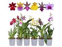 Orchidea - wys. 40 - 45 cm