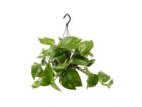 Epipremnum złociste (Epipremnum pinnatum Aureum) - don. 15 cm