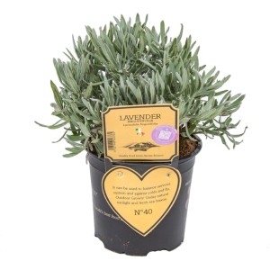 Lawenda (t.b.t.) w doniczce, aromatyczne zioło kulinarne do ogrodu i na balkon.