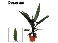 Alocasia Lauterbachiana wys. 75-85cm