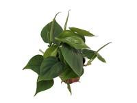 Philodendron pnący (Philodendron scandens) don. 8,5 cm