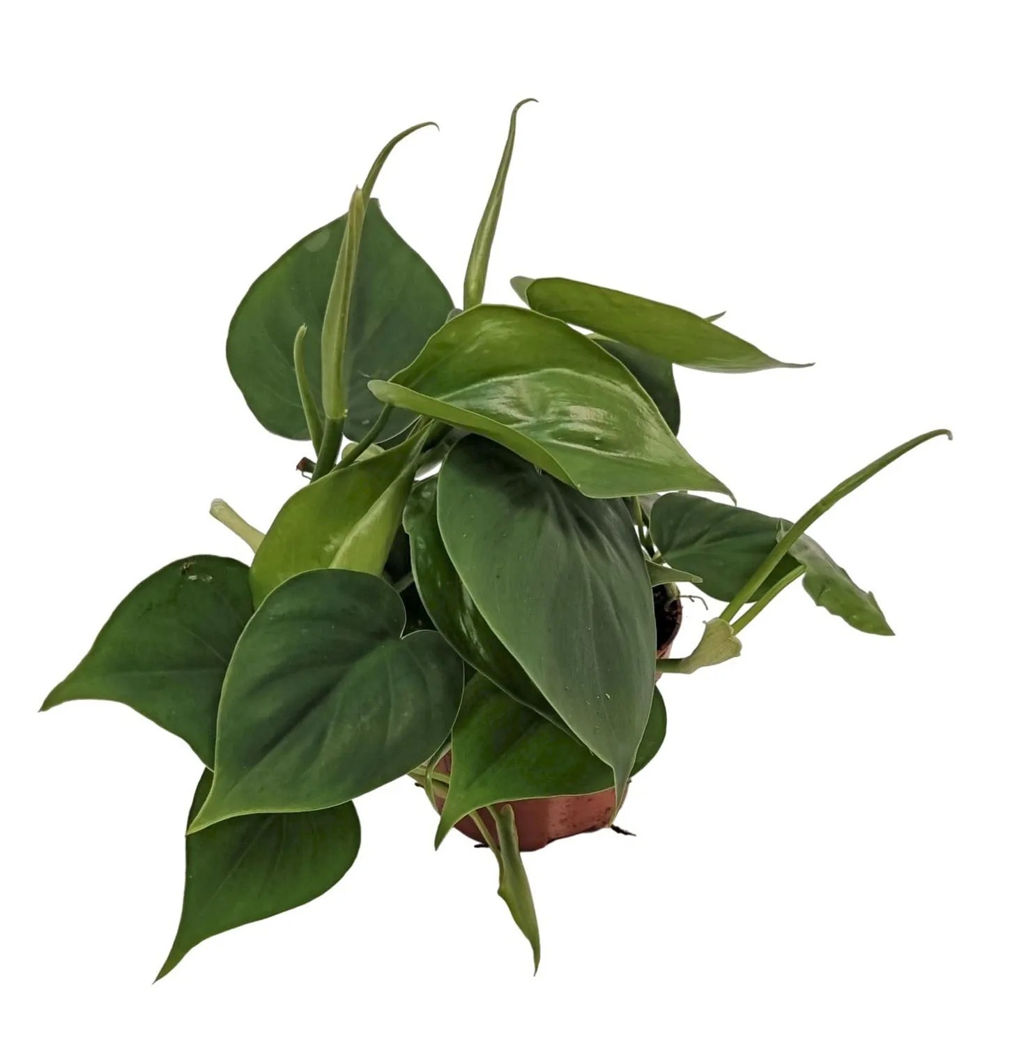philodendron soil mix Aroid Plant Potting Soil Mix, Container Mix for Pothos Devil's Ivy, ZZ  Plant, Chinese Evergreen, Dumb Cane, Philodendron, Syngonium, Alocasia,  Colocasia Etc.  Kurated Korner