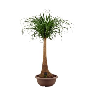 Nolina wygięta (Beaucarnea recurvata Straight) wys. 125 cm, don. 40 cm