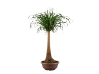 Nolina wygięta (Beaucarnea recurvata Straight) wys. 125 cm, don. 40 cm