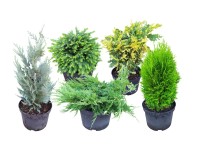 Iglaki mix - don. 15 l