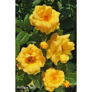 Żółta róża rabatowa 'Arthur Bell' z kilkoma kwiatami i pąkami w ogrodzie.