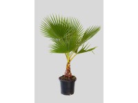 Waszyngtonia Robusta - wys. około 120 cm, don. 35 cm