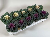 Kapusta ozdobna (Brassica) mix - don. 10,5 cm