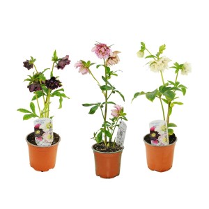 Trzy Ciemiernik biały (ciemierniki białe) w doniczkach w różnych kolorach.