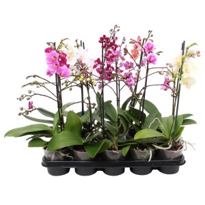 Różnokolorowe mini storczyki w tacy do rozmnażania.