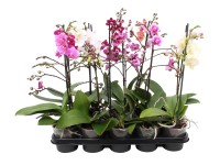 Phalaenopsis Multiflora 1 pęd wys. 55 cm.