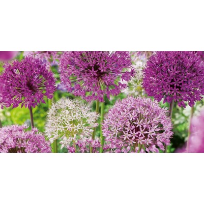 Czosnek ozdobny - różne odmiany (Allium sp.) - 15 szt.