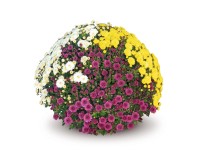 Chryzantema Carnaval (Chrysanthemum sp.) don. 19 cm