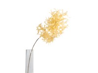 Trawa sztuczna Avia kremowa wys. 80 cm