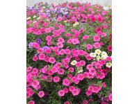 Petunia Supercascade  (Petunia sp.)