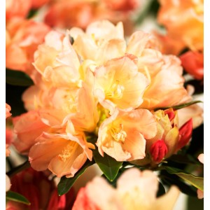 Zbliżenie kwiatu t.b.t., rośliny kwitnącej z delikatnymi, pomarańczowymi kwiatami.