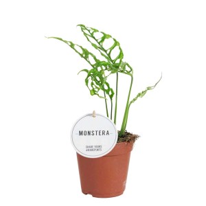 Młoda roślina doniczkowa Monstera Adansonii w doniczce, zielone liście z dziurami.