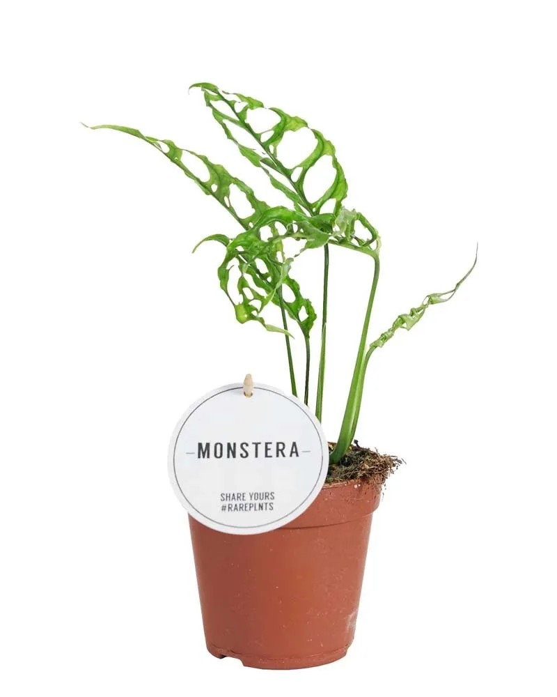 Monstera Obliqua Peru don. 12 cm